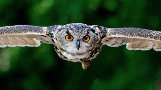 Frontal view of owl in flight